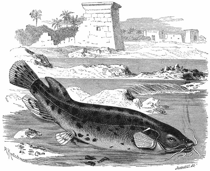 Beefvisch (Malapterurus electricus). &frac14; v. d. ware grootte.