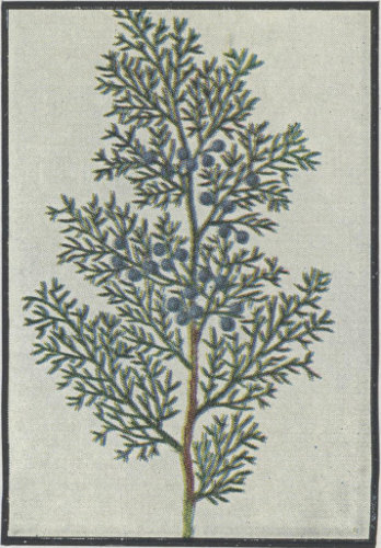 Red Cedar