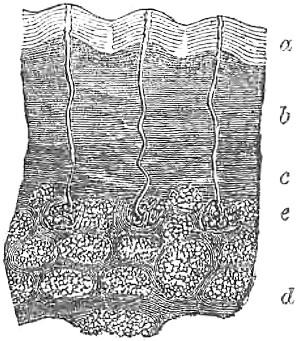 Skin section