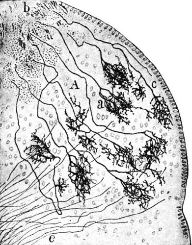 Ilustración
