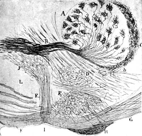Ilustración