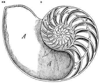 Schelp van Nautilius pompilius (naast de as doorgezaagd): A) Laatst bewoonde kamer. a) Met lucht gevulde kamers. � van de ware grootte.
