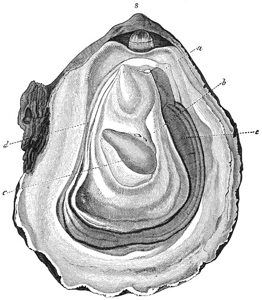 Gewone Oester (Ostrea edulis), geopend door bij s tusschen de schelpkleppen een mes te steken en dit een weinig te draaien, totdat de slotband is doorgesneden, het vervolgens langs de binnenste oppervlakte van de platte bovenklep voort te schuiven tot in c, waar men eenigen weerstand ontmoet, veroorzaakt door de sluitspier, die men door een heen en weer gaande beweging van het mes van de platte schelpklep losmaakt; deze klep kan vervolgens gemakkelijk verwijderd worden. De weeke deelen liggen nu in de bolle of linker klep en bedekken—wegens het sterk inkrimpen van den mantel, die zich bij het onbeschadigde dier tot aan den rand der schelp uitstrekt—slechts een klein deel van haar binnenvlakte, in de afbeelding begrensd door 4 lijnen, waarvan de kortste onder het slot ligt. Dit is de „slotzijde” van den romp, de „vis-�-vis” van de „tegenslotzijde”; bij a is het begin van de „buikzijde”, bij d het midden van de „rugzijde” van den romp. Een deel van den mantel is innig vergroeid met den romp en heet „mantelschijf”; een ander deel (de „mantelzoomen”) strekt zich, behalve aan de slotzijde, voorbij den romp uit. Om de organen, die aan de buikzijde en tegenslotzijde tusschen de hier zeer breede mantelzoomen liggen, zichtbaar te maken is de rechter mantelzoom (b) in de afbeelding grootendeels omgeslagen, terwijl de linker (a) zich nog op zijn gewone plaats bevindt. Men ziet nu bij a de „mondlappen”, die ten getale van 2 paar aangehecht zijn aan weerszijden van de diep verborgen mondopening, die men onder het vereenigingspunt der beide mantelzoomen zou ontdekken na het omslaan van de beide rechter mondlappen. Onder deze organen beginnen de 2 paar kieuwplaten, die zich tot aan het begin van de rugzijde uitstrekken, waar de beide mantelzoomen onderling vereenigd zijn. Boven dit vereenigingspunt bevindt zich de kloakopening en daarachter de opening van den endeldarm. Onderling gescheiden, doch smal, loopen de beide mantelzoomen langs de rugzijde omhoog. Gewoonlijk wordt de Oester voor het gebruik gereed gemaakt door het wegsnijden van de breede mantelzoomen en de kieuwplaten, die gezamenlijk onder den naam van „baard” bekend zijn. De baard is aan de buikzijde met den romp vereenigd, hoewel boven de kieuwen kanalen overblijven, die het water afvoeren, dat door het sponsachtige weefsel van de ademhalingsorganen heendringt. Deze kanalen vereenigen zich bij het begin van de tegenslotzijde tot de kloakkamer, die hier tusschen den baard en den romp gelegen is. De sluitspier (door de oesterkweekers „stoel” genoemd) bestaat uit twee gedeelten: het bovenste (c) schijnt te dienen voor het gesloten houden, het onderste (in de afbeelding lichter van tint) voor het snel sluiten van de schelp. Een ��njarige Oester heeft 25, een tweejarige 50, een driejarige 70 � 90 mM. middellijn.