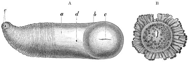 A. Scheededragende Gieterschelp (Aspergillum vaginiferum), na verwijdering van de 12 � 15 cM. lange kalkkoker. Het dier verkeert in sterk samengetrokken toestand. De geheel gesloten mantel (a) eindigt van voren (naar onderen met betrekking tot den zeebodem) in een soort van schijf, met een fijne spleet (c) in het midden, tegenover een spleet in den kalkkoker. Iets verder naar achteren (bij b) bevindt zich een fijne opening voor het uitsteken van den spits eindigenden, kleinen voet. De achterste helft van den mantel vertoont dwarse rimpels en aan ’t einde de siphonale openingen (e). Deze soort bewoont de Roode Zee.—B. Voorste (in ’t zand bedolven) deel van de Javaansche Gieterschelp (Aspergillum javanum). Ware grootte. Het geheele dier wordt 13 � 16 cM. lang.