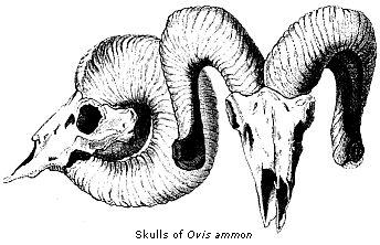 Skulls of Ovis
ammon.