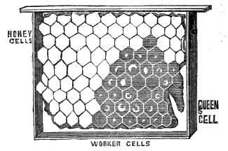 HONEY CELL&mdash;WORKER CELLS&mdash;QUEEN CELLS