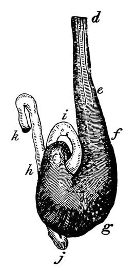 Stomach, proventriculus, and duodenum of <i>Thalassidroma
pelagica</i>