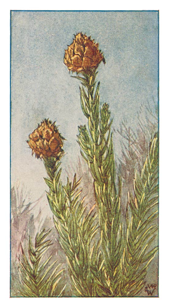 44