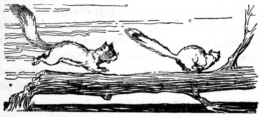 [Squirrels]