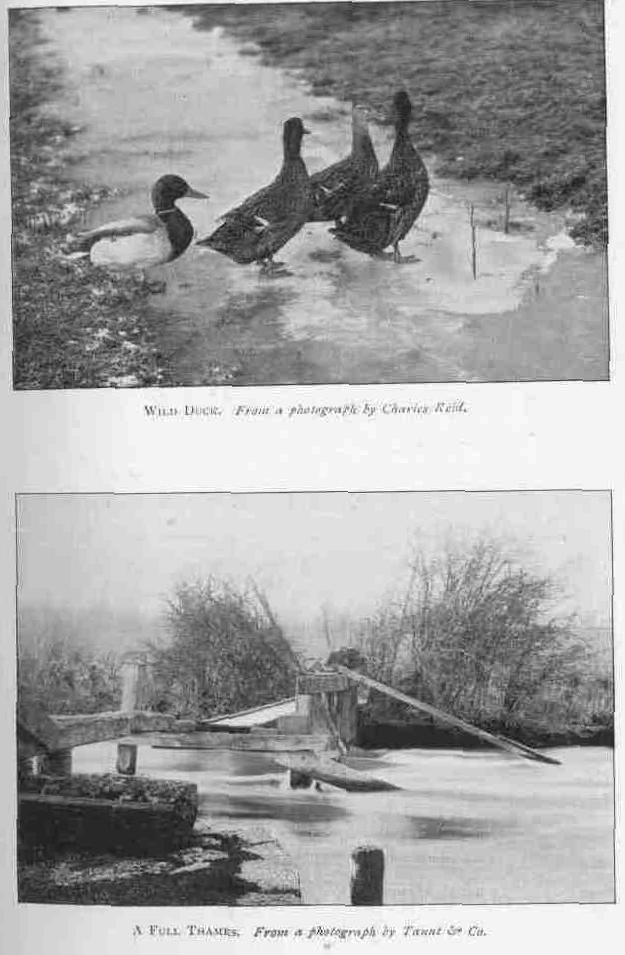 WILD DUCK.
From a photograph by Charles Reid.
A FULL THAMES.
From a photograph by Taunt & Co.