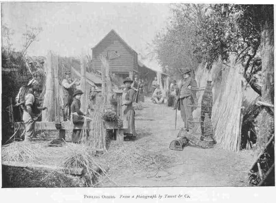 PEELING OSIERS.
From a photograph by Taunt & Co.